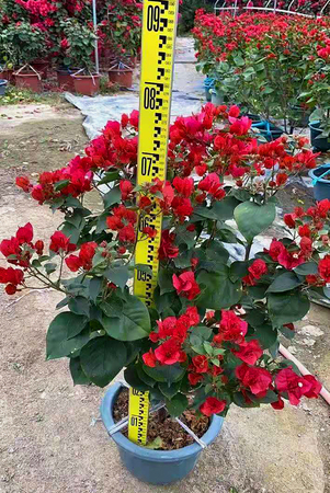 中国红三角梅盆苗高70厘米冠50厘米