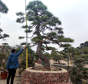 日本黑松高4米冠3米地径30厘米