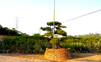日本黑松大张宏图高2.2米冠幅8.4米地径45公分
