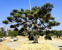 日本黑松（千手观音）高3.8米冠幅5.0米地径30公分
