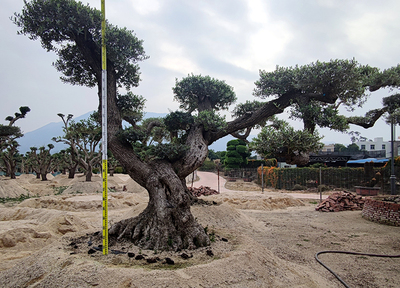 西班牙油橄榄高2.8米冠幅3.3米地径47公分