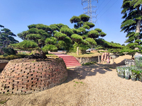 日本黑松高3.2米冠9米地径32厘米