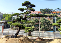 日本黑松高4.3米冠幅7米地径31公分 分枝点110公分