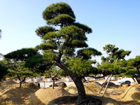 日本黑松高4.7米冠幅5米地径33公分