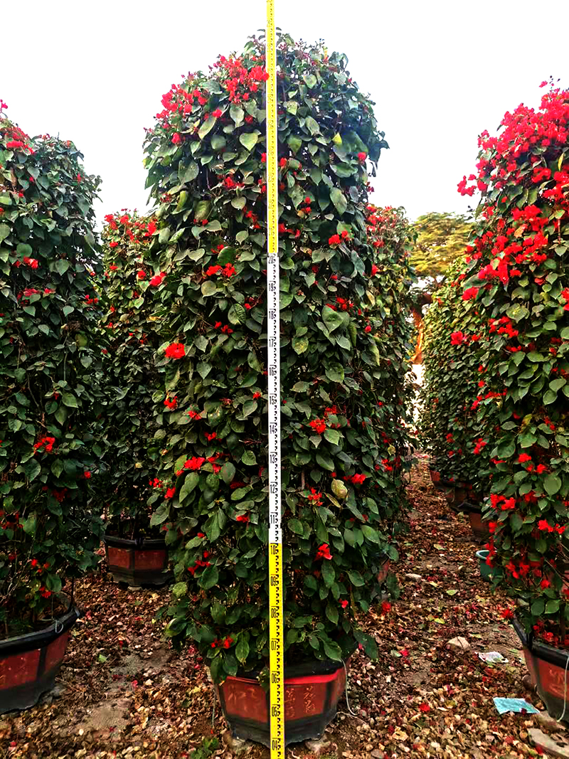 红花三角梅柱总高2.8米冠85cm70盆
