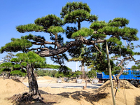 日本黑松高3.9米冠幅6米地径33公分斜飘枝4.7米