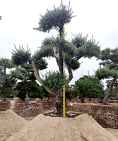 西班牙油橄榄高冠3米地径29