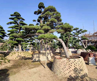 日本黑松高3.8米冠幅5.4米地径24公分