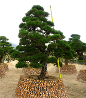 日本黑松高3米冠幅2.9米地径22cm