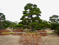 日本黑松高2.9米冠3米地径20cm