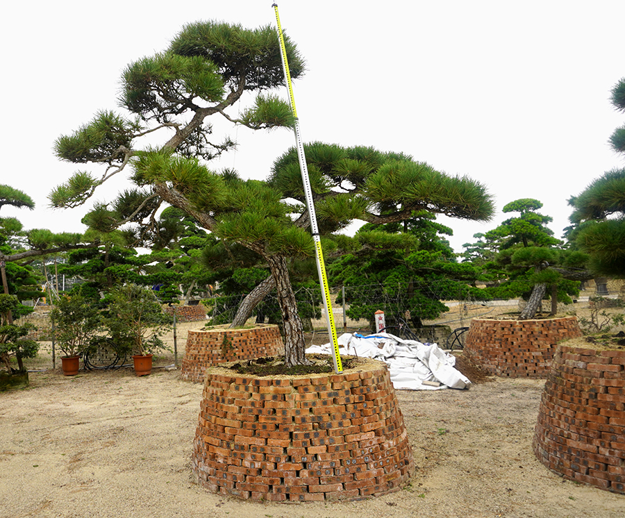 日本黑松高3米冠3米地径18公分