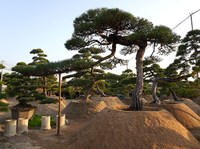 日本黑松高3.6米冠幅6米地径38公分臂长5米