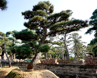 日本黑松高4.7米冠幅4.7米地径37公分