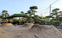 日本黑松高2.8米冠幅9米地径30公分臂长7米