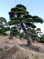 日本黑松高5米冠幅4.7米地径35公分