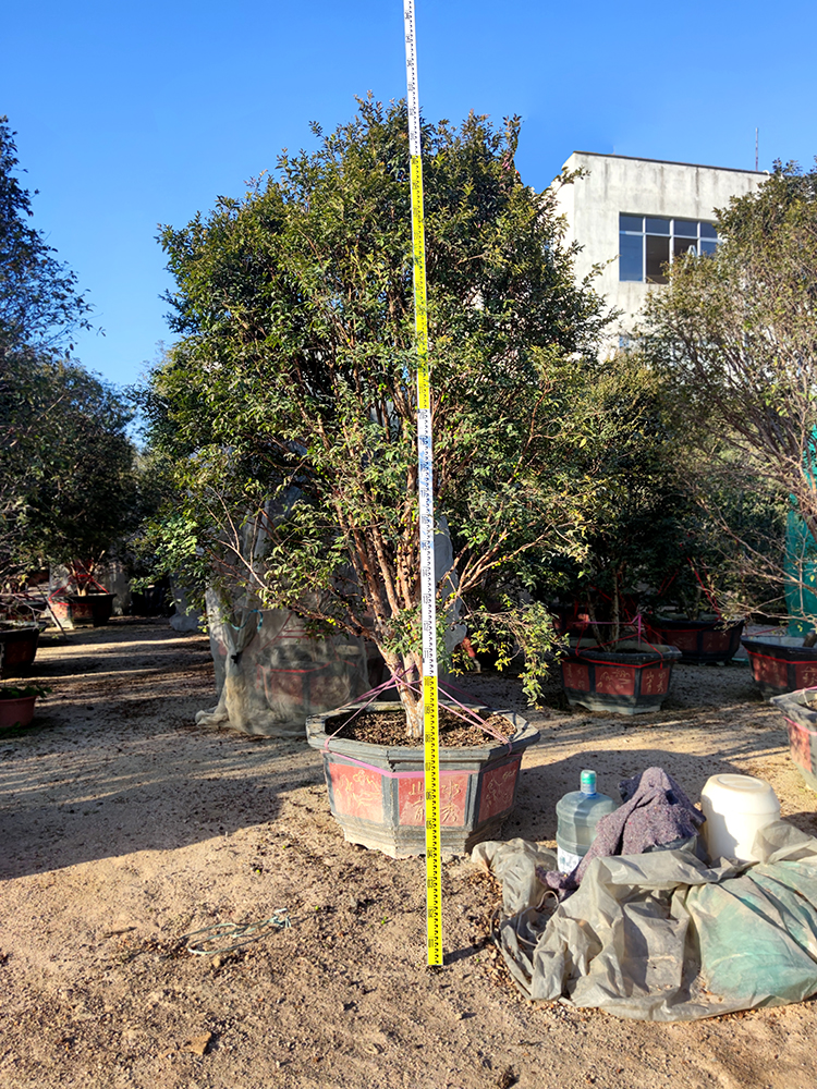 树葡萄高2.7米冠2.2米地径10公分