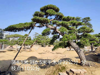 日本黑松高3米冠幅6.5米地径34公分