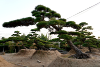 日本黑松高3米冠幅5.2米地径30公分