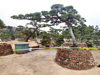 日本黑松高2.8米冠4.2米地径24厘米