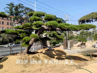 日本黑松高3米冠幅6米地径29公分 分枝点170公分