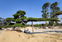 日本黑松高2.8米冠幅7.4米地径32公分臂长5米