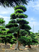 日本罗汉松-高度：4.4米 冠幅：3.0米 地径：45cm