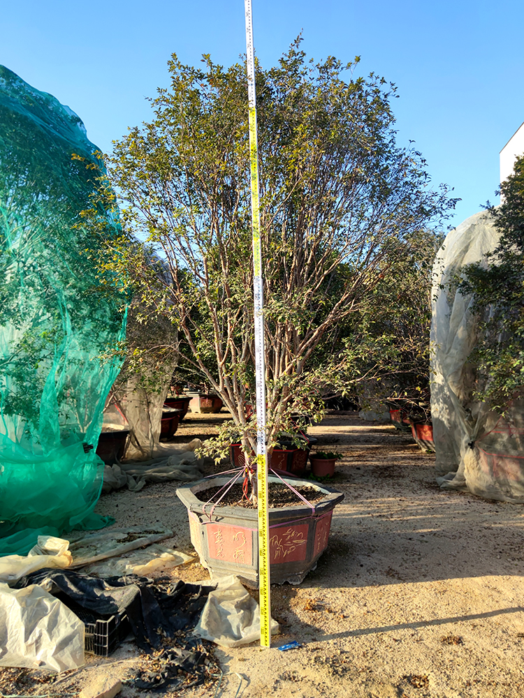 树葡萄高2.8米/2.9米冠2.2米地径10/13公分