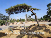 日本黑松高3.3米冠幅7米地径27公分 分枝点205公分