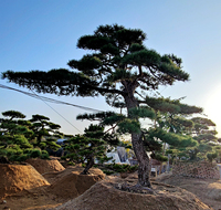 日本黑松高4.3米冠幅5.0米地径30公分 分枝点130公分